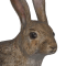 Дикий кріль