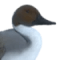 Muscovy Duck