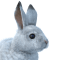 Американський біляк